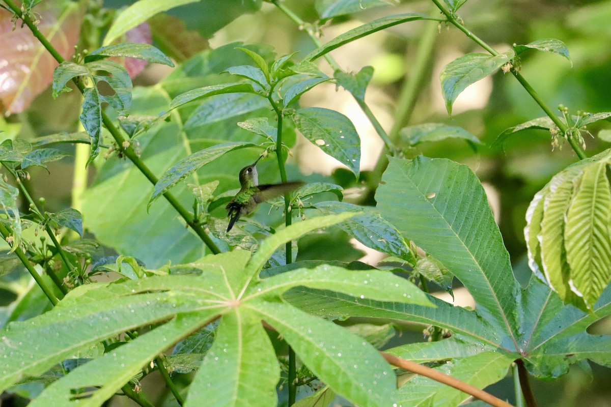 Emerald-chinned Hummingbird - ML645668480