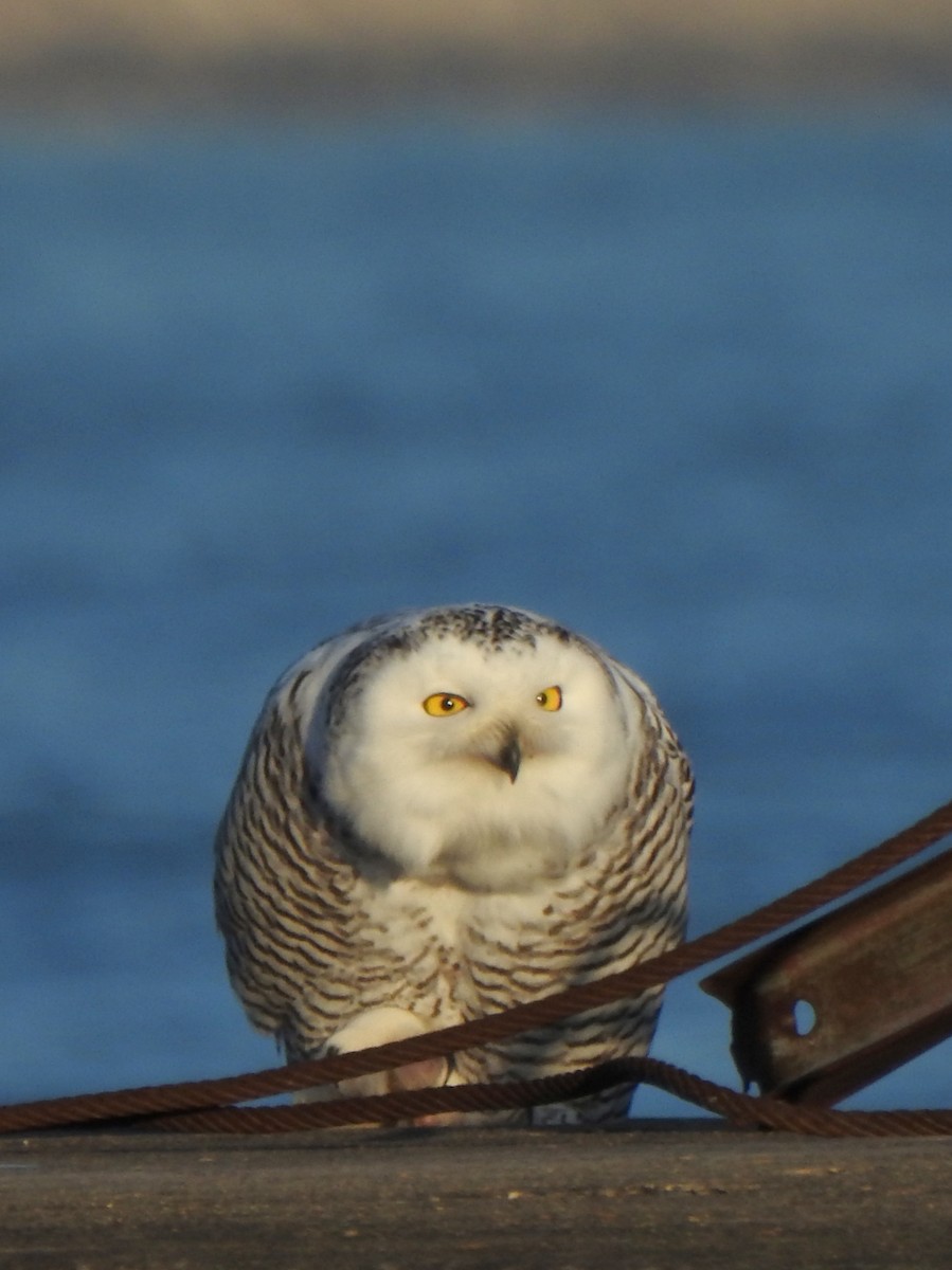 Snowy Owl - ML645668481