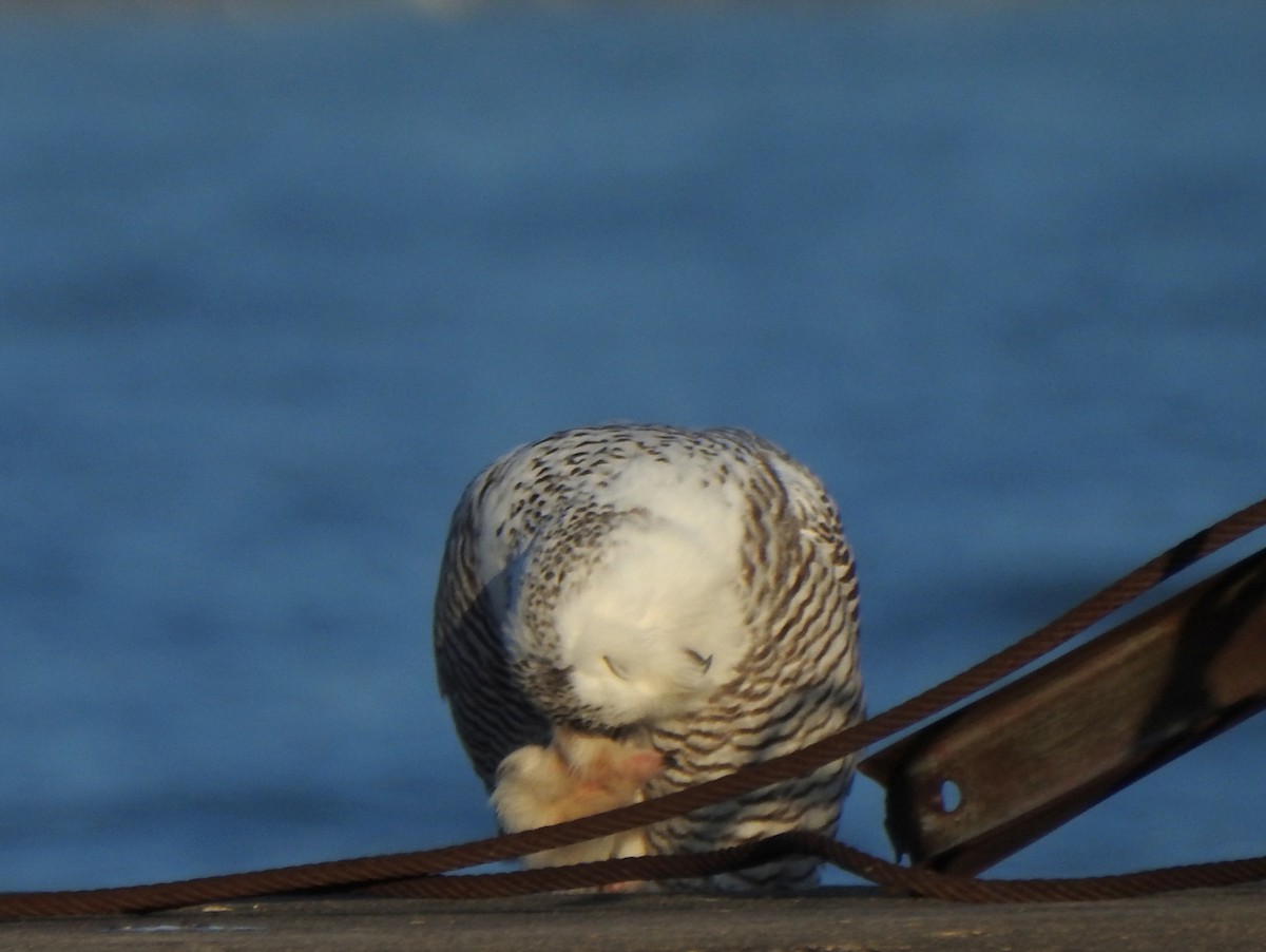 Snowy Owl - ML645668482