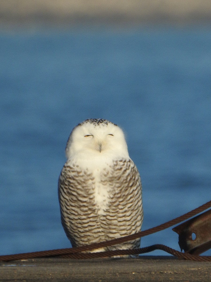Snowy Owl - ML645668483