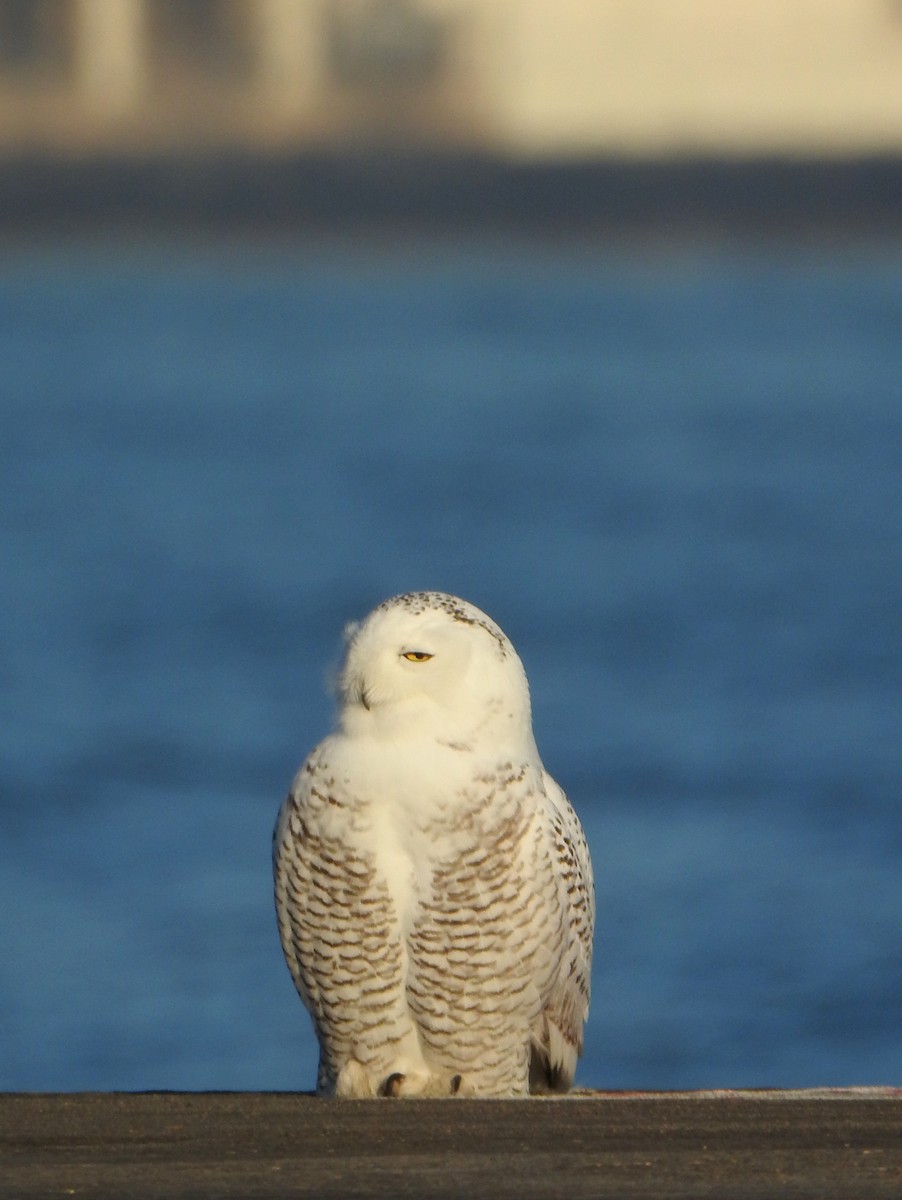 Snowy Owl - ML645668484