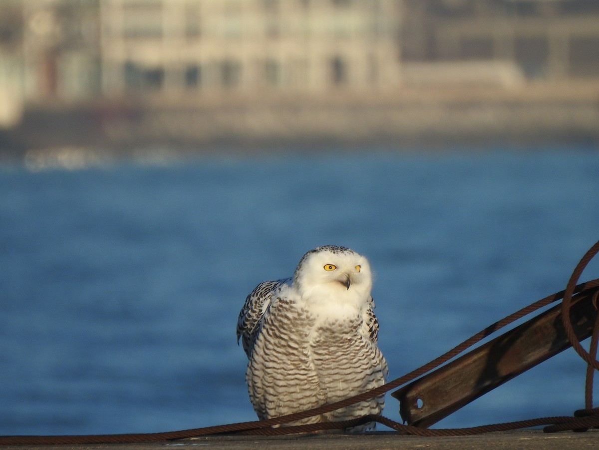 Snowy Owl - ML645668485