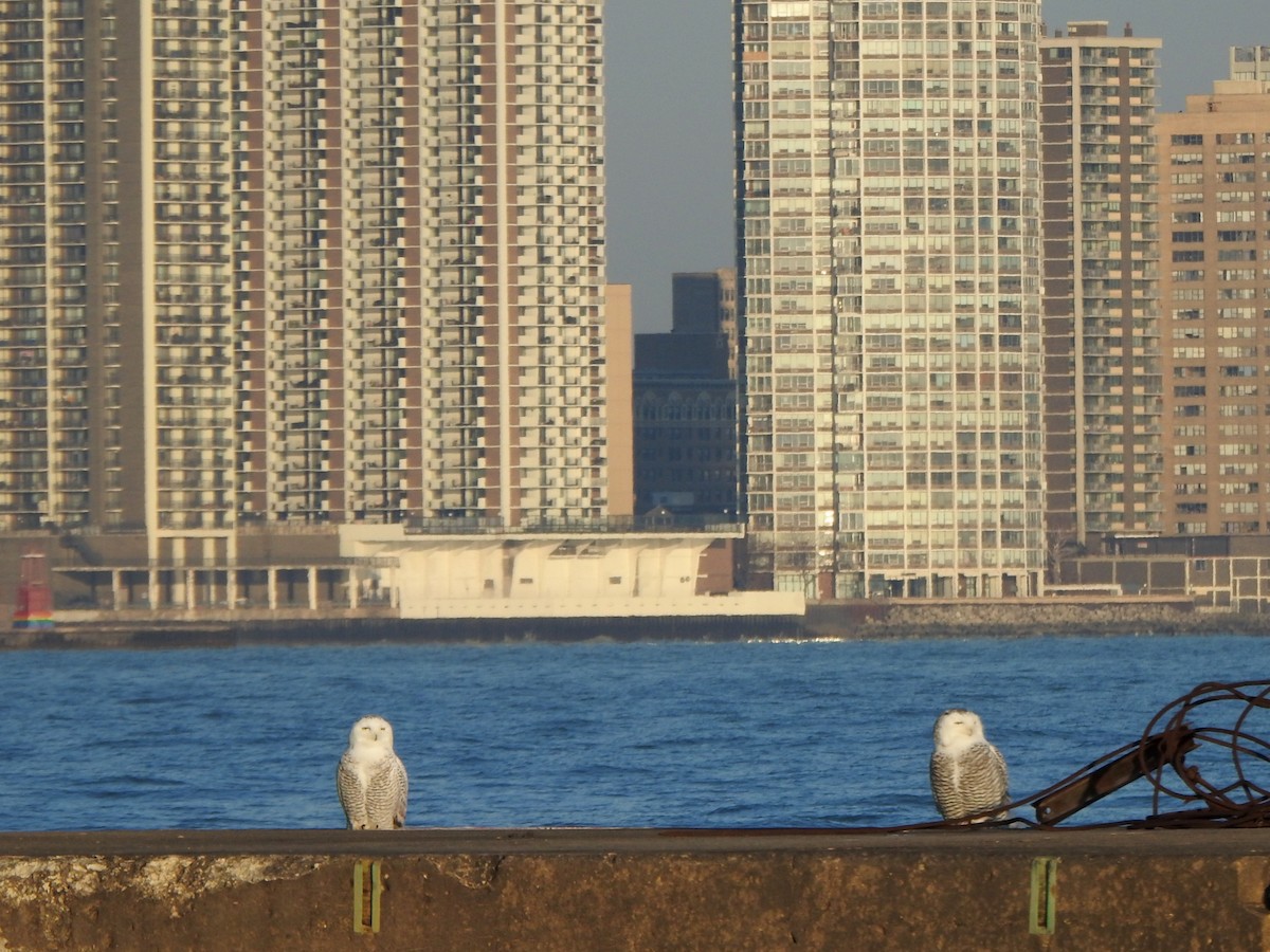 Snowy Owl - ML645668486