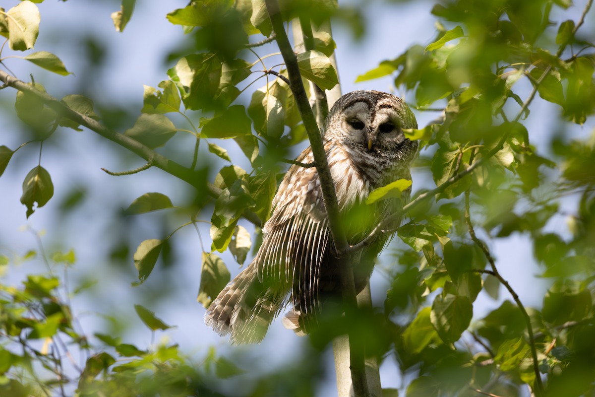 Barred Owl - ML645668487