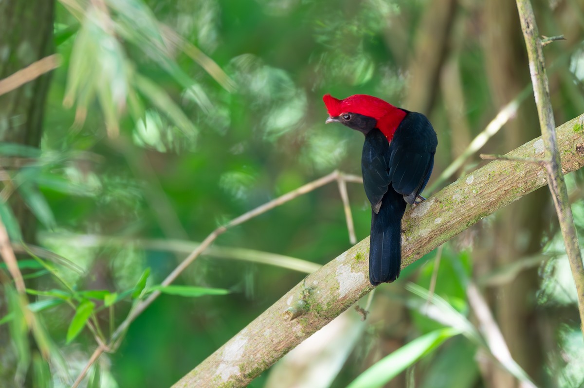 Helmeted Manakin - ML645668491