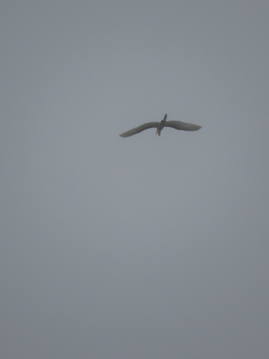 Great Egret - ML645668494