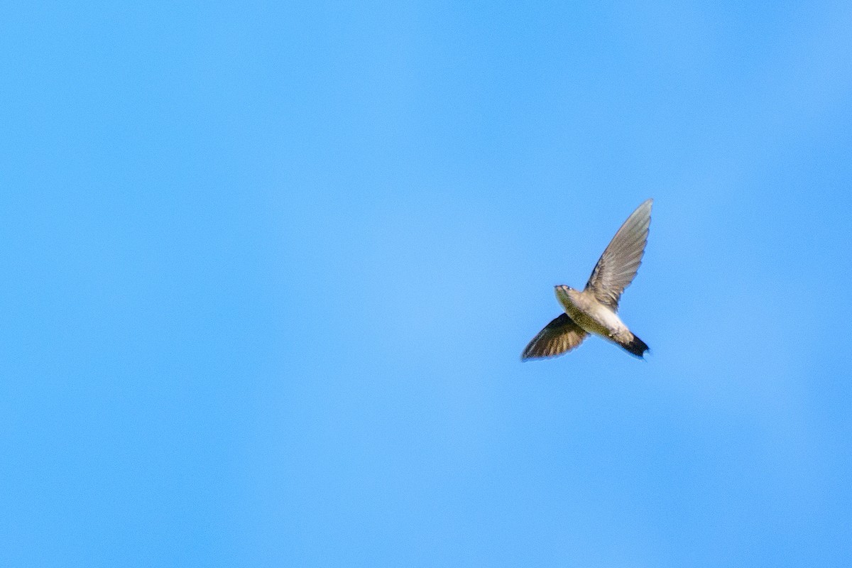 Band-rumped Swift - ML645668496