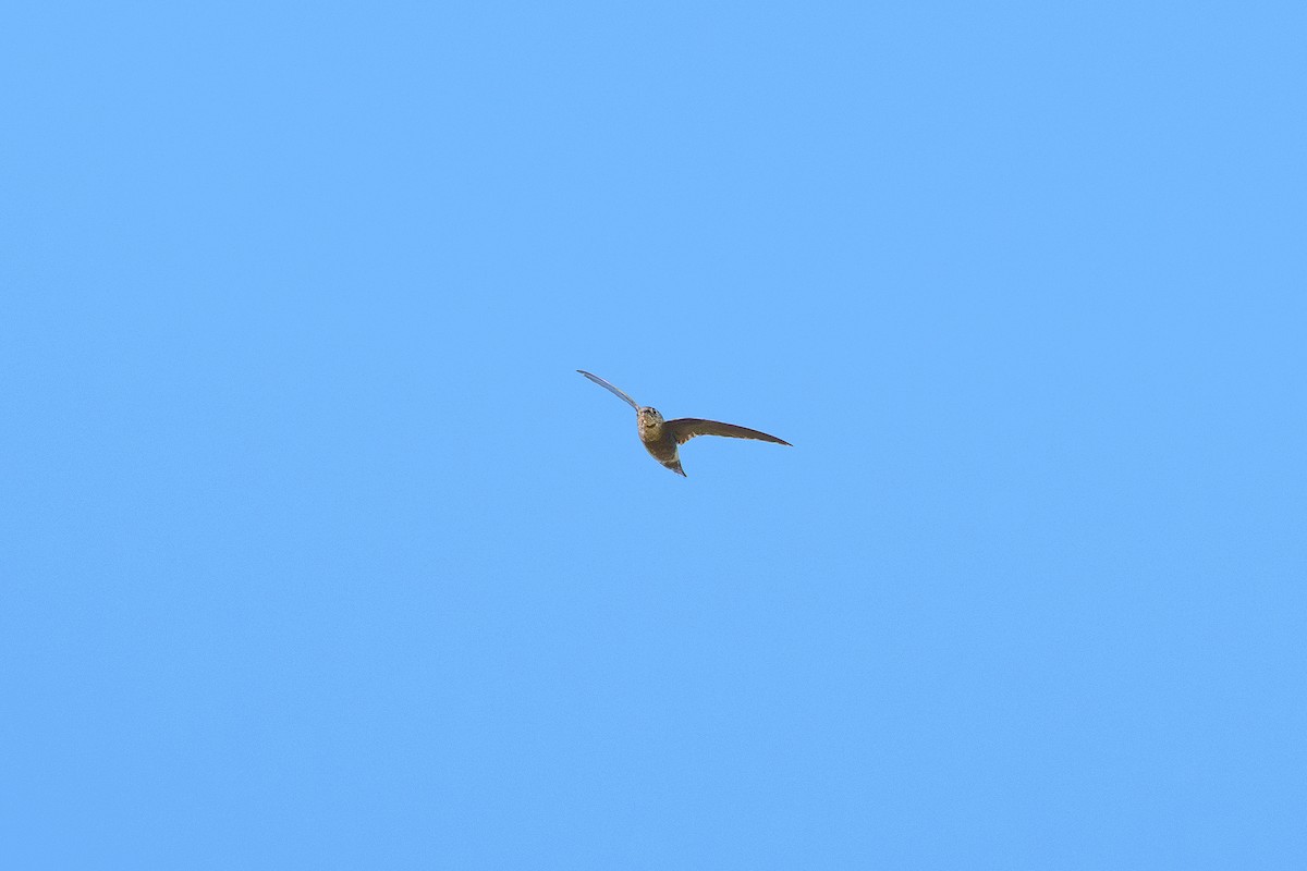 Band-rumped Swift - ML645668497