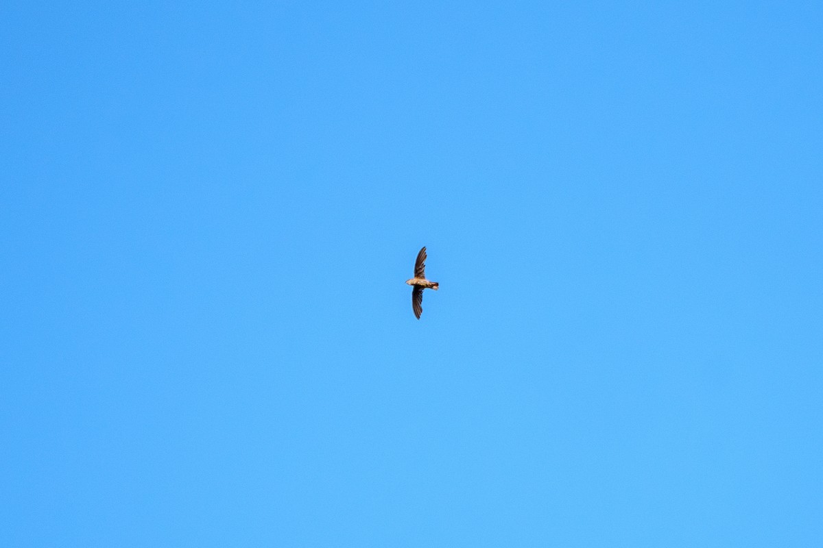 Band-rumped Swift - ML645668498