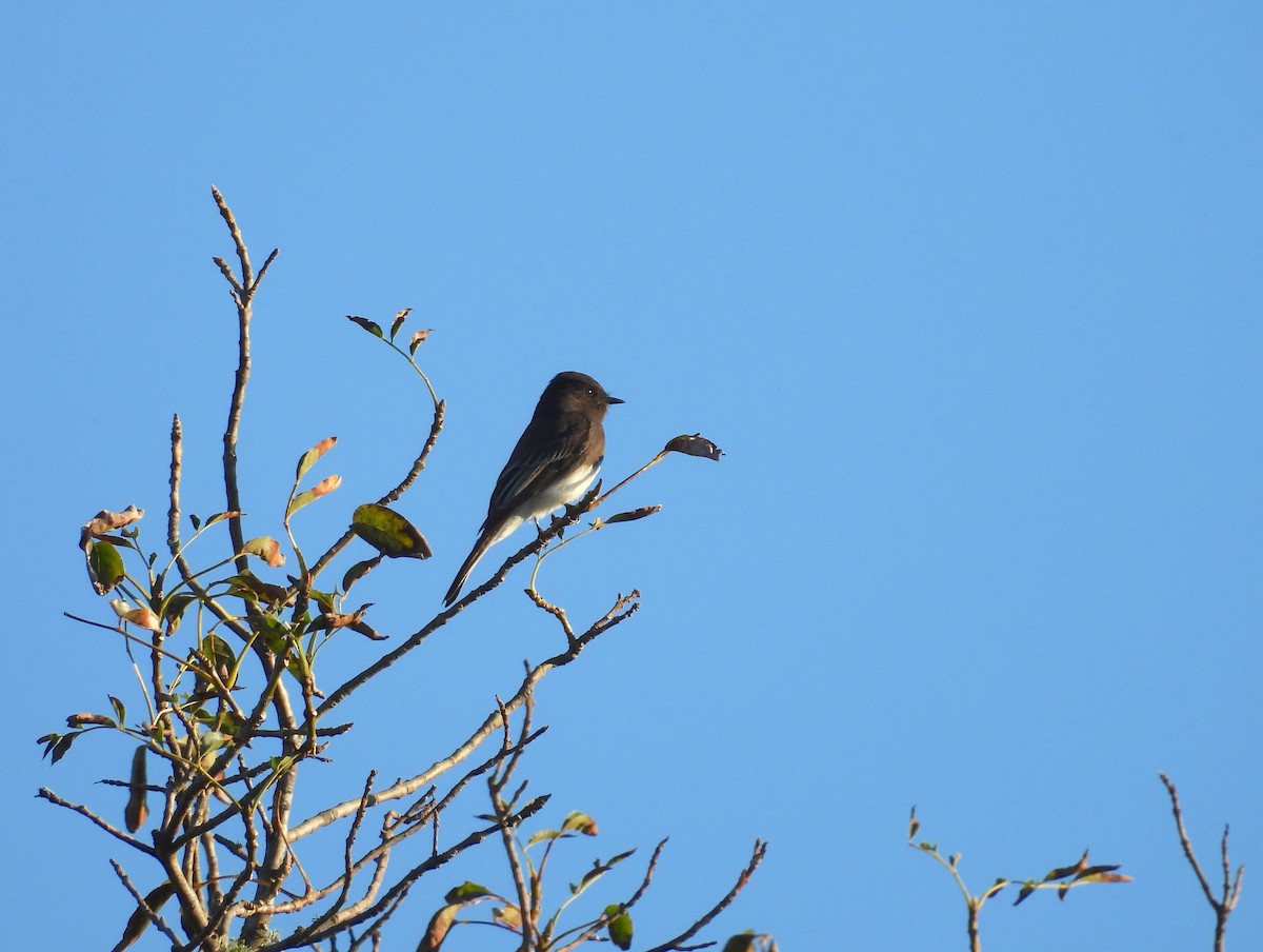 Black Phoebe - ML645668500