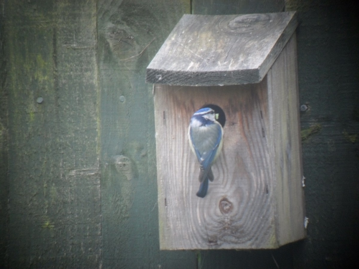 Eurasian Blue Tit - ML645668501