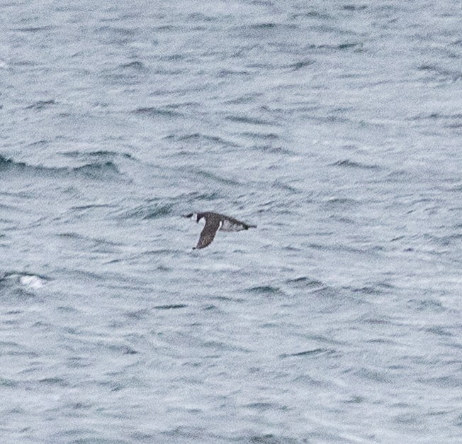 Common Murre - ML645668502