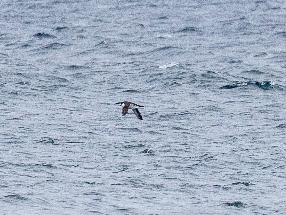 Common Murre - ML645668503