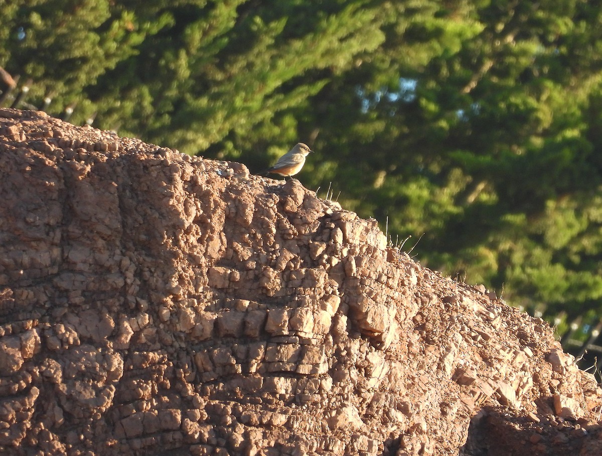 Say's Phoebe - ML645668504