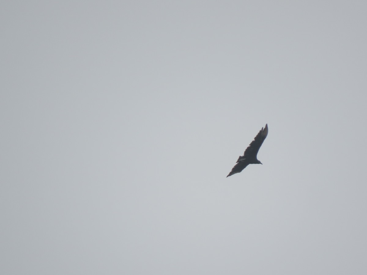 Black Vulture - ML645668505