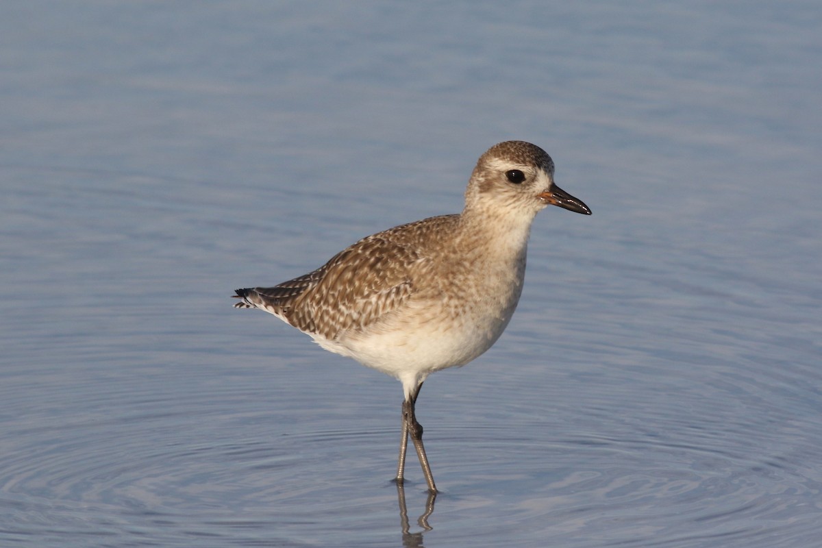 Black-bellied Plover - ML645668506