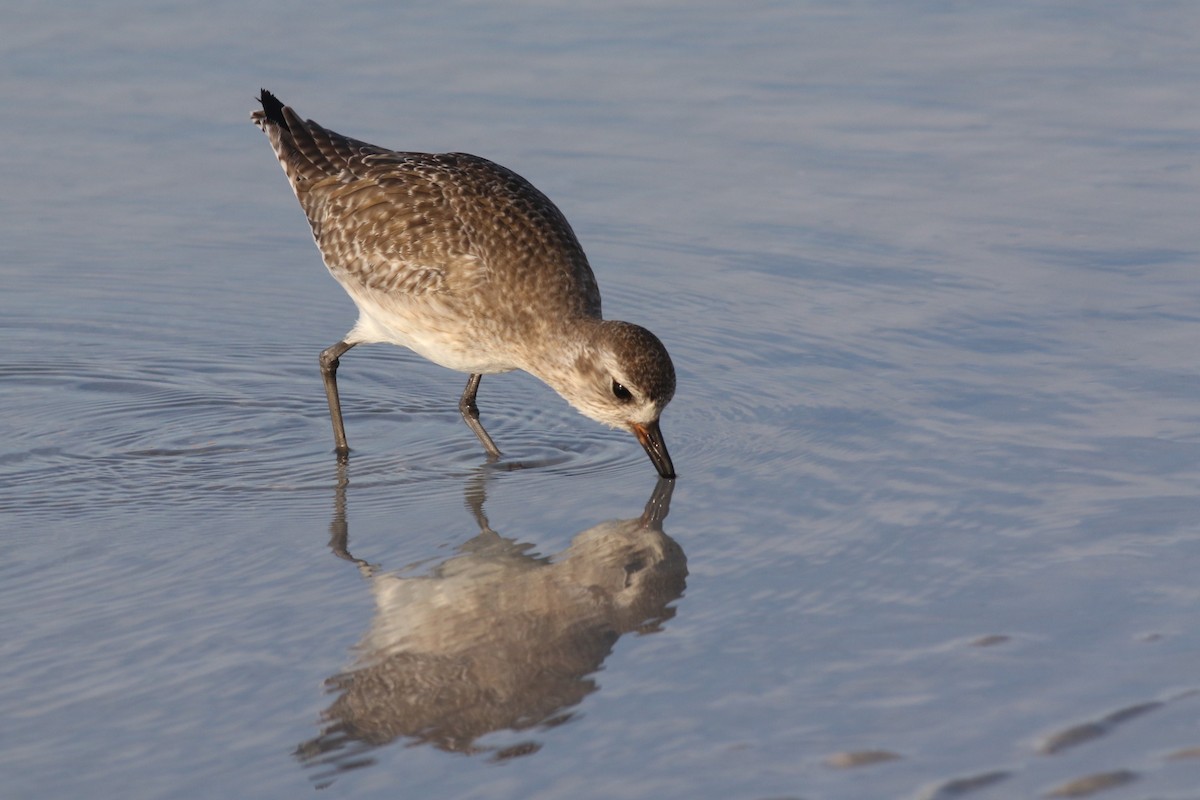 Black-bellied Plover - ML645668507