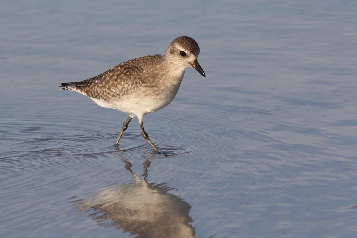 Black-bellied Plover - ML645668508