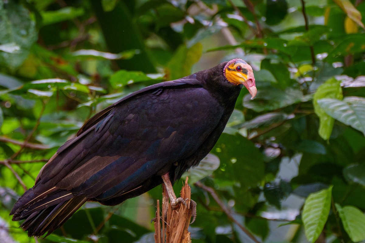 Greater Yellow-headed Vulture - ML645668510