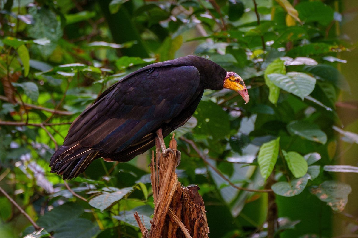Greater Yellow-headed Vulture - ML645668511