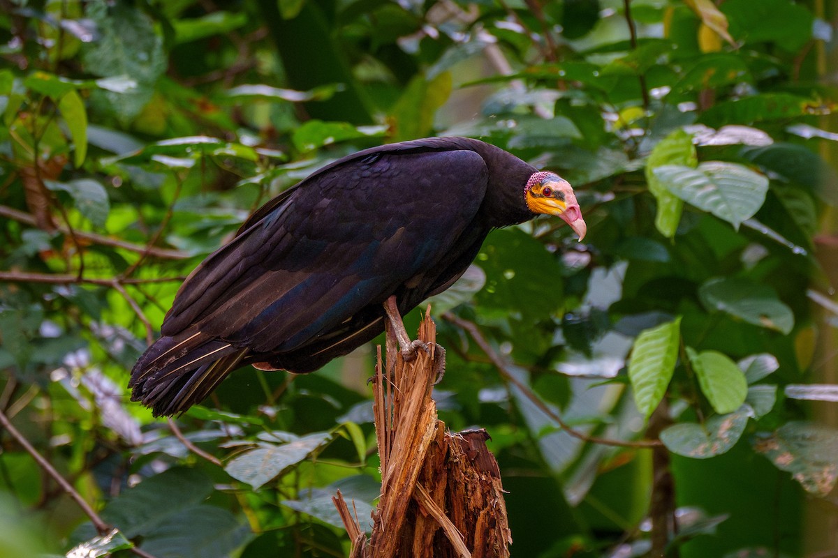 Greater Yellow-headed Vulture - ML645668512