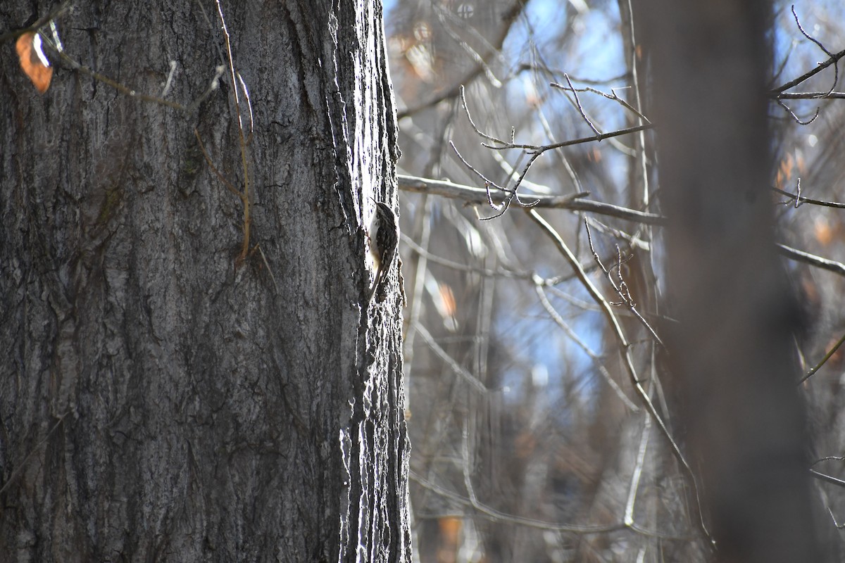 Brown Creeper - ML645668513