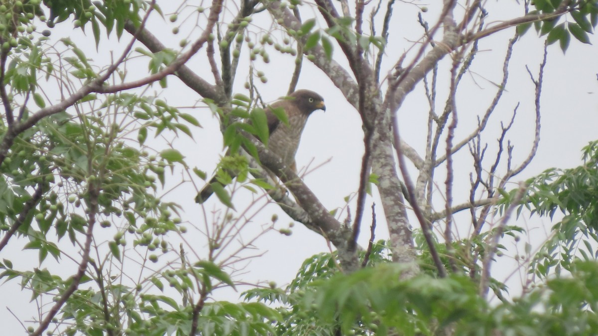Roadside Hawk - ML645668514
