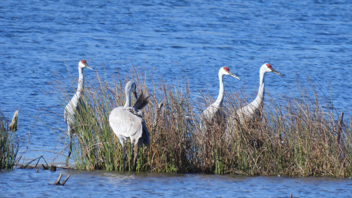 Sandhill Crane - ML645668515