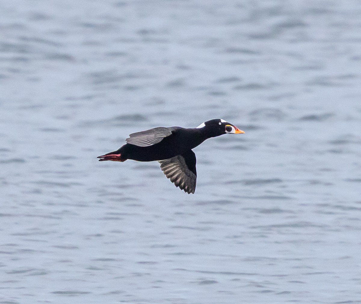 Surf Scoter - ML645668516