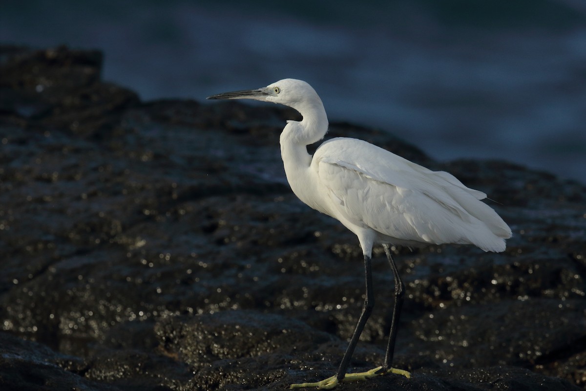 Little Egret/Western Reef-Heron - ML645668517