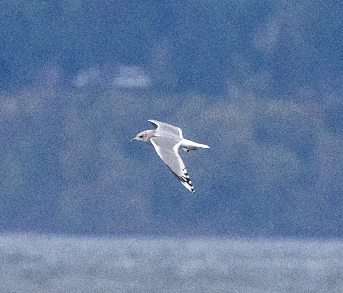 Short-billed Gull - ML645668519