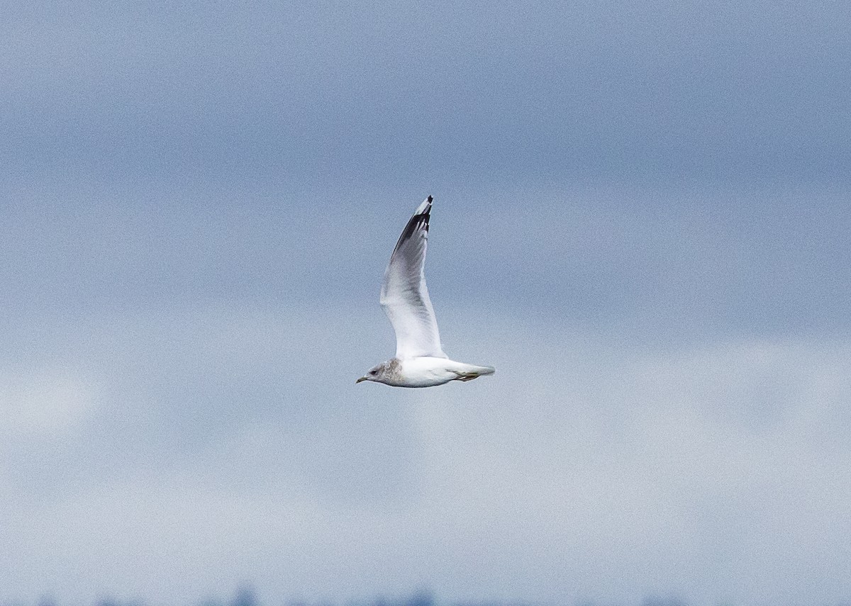 Short-billed Gull - ML645668520