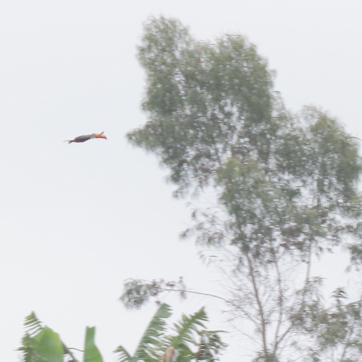 Toco Toucan - ML645668521