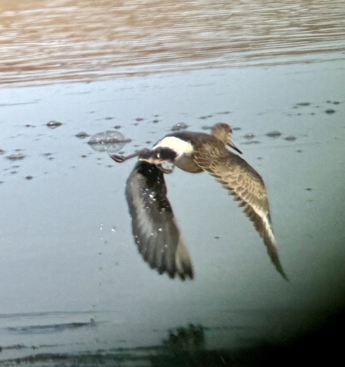 Hudsonian Godwit - ML645668522