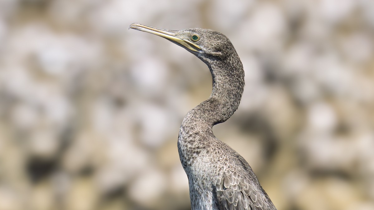 Socotra Cormorant - ML645668523