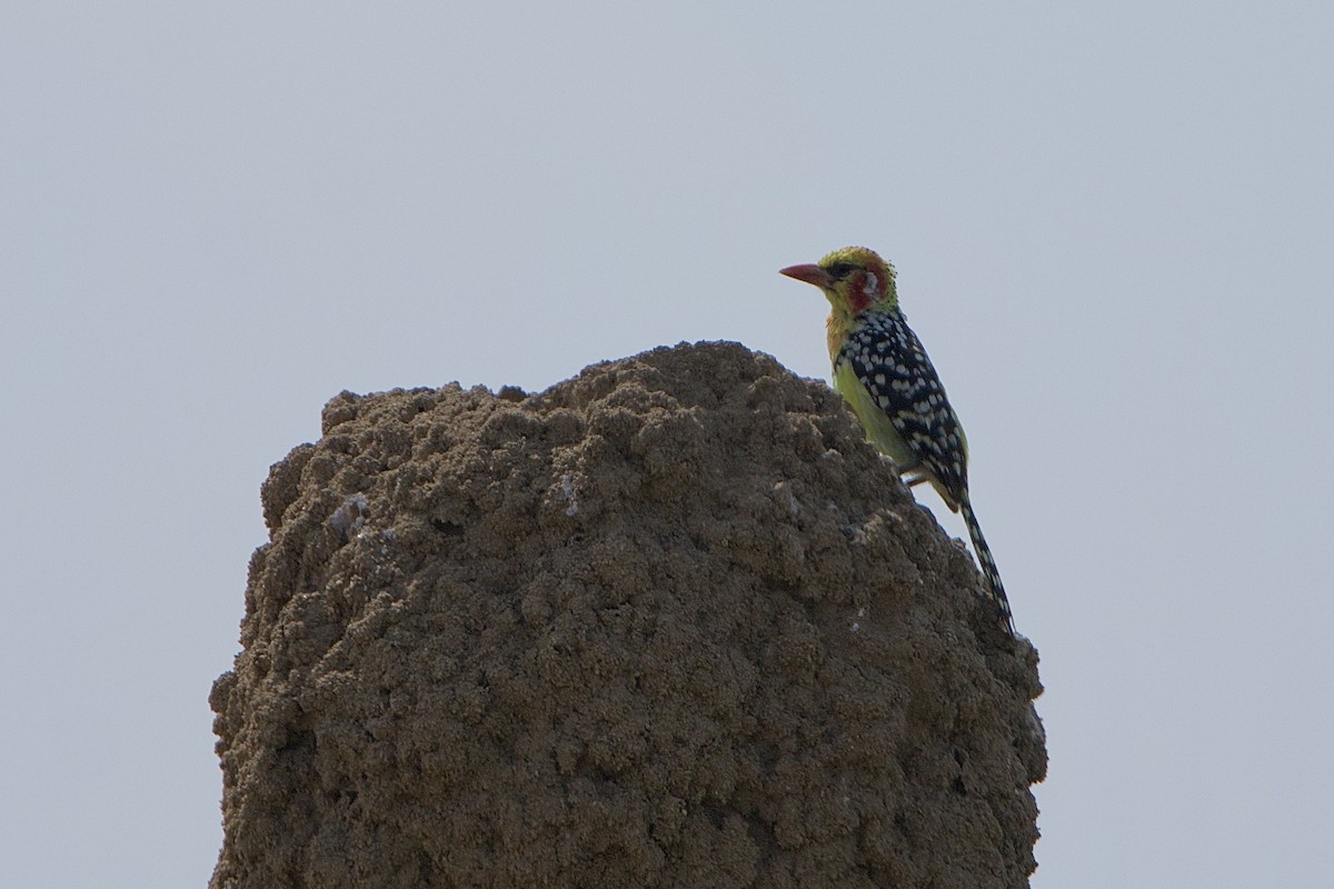 Barbudo Cabecirrojo - ML645668524