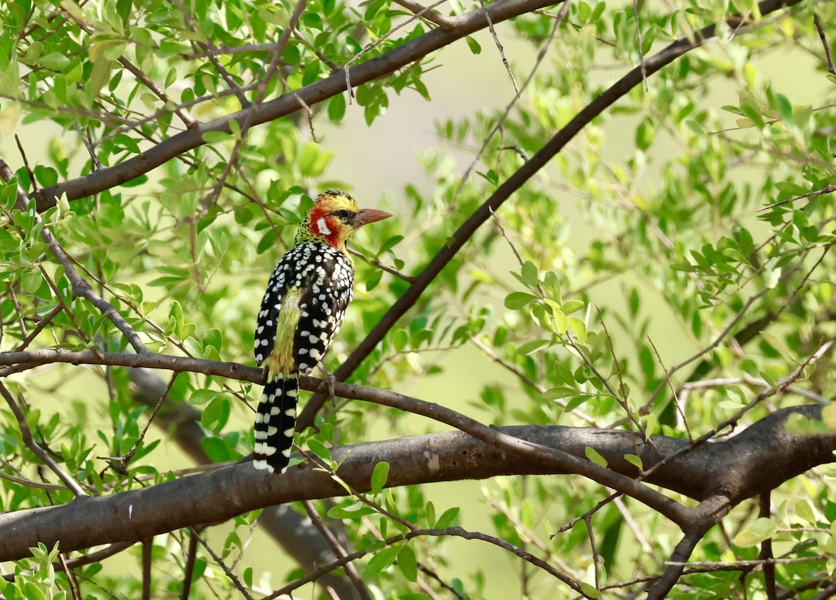 Barbudo Cabecirrojo - ML645668525