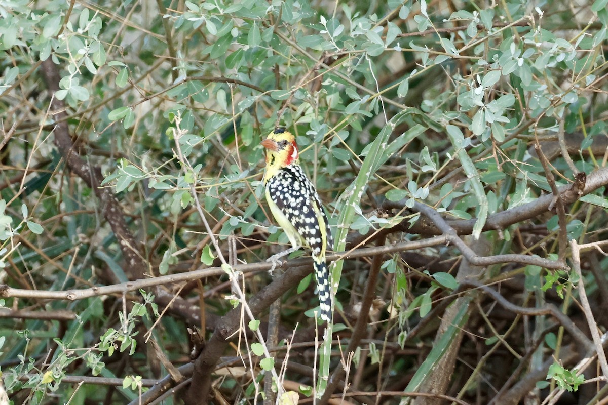 Barbudo Cabecirrojo - ML645668528