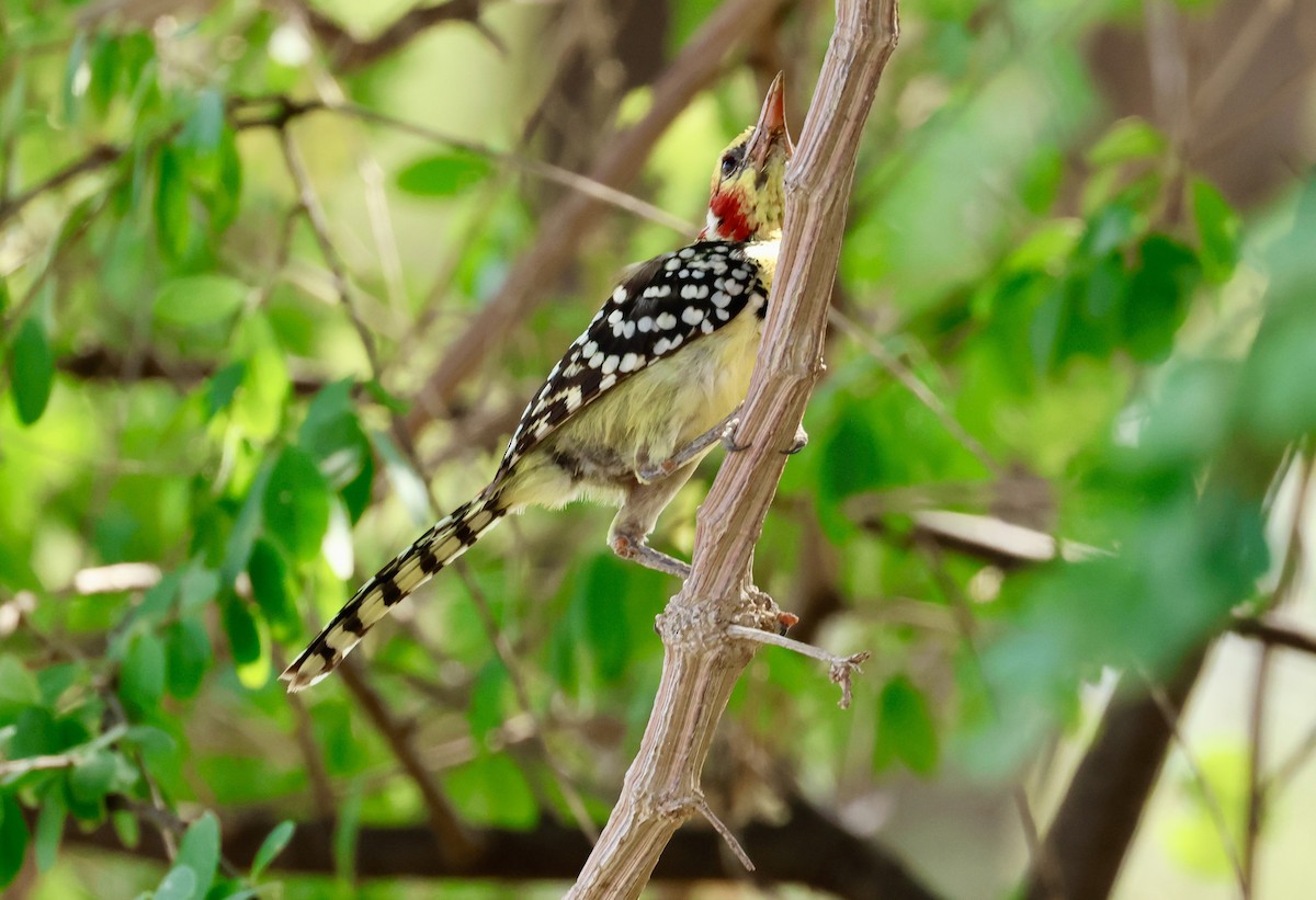 Barbudo Cabecirrojo - ML645668529
