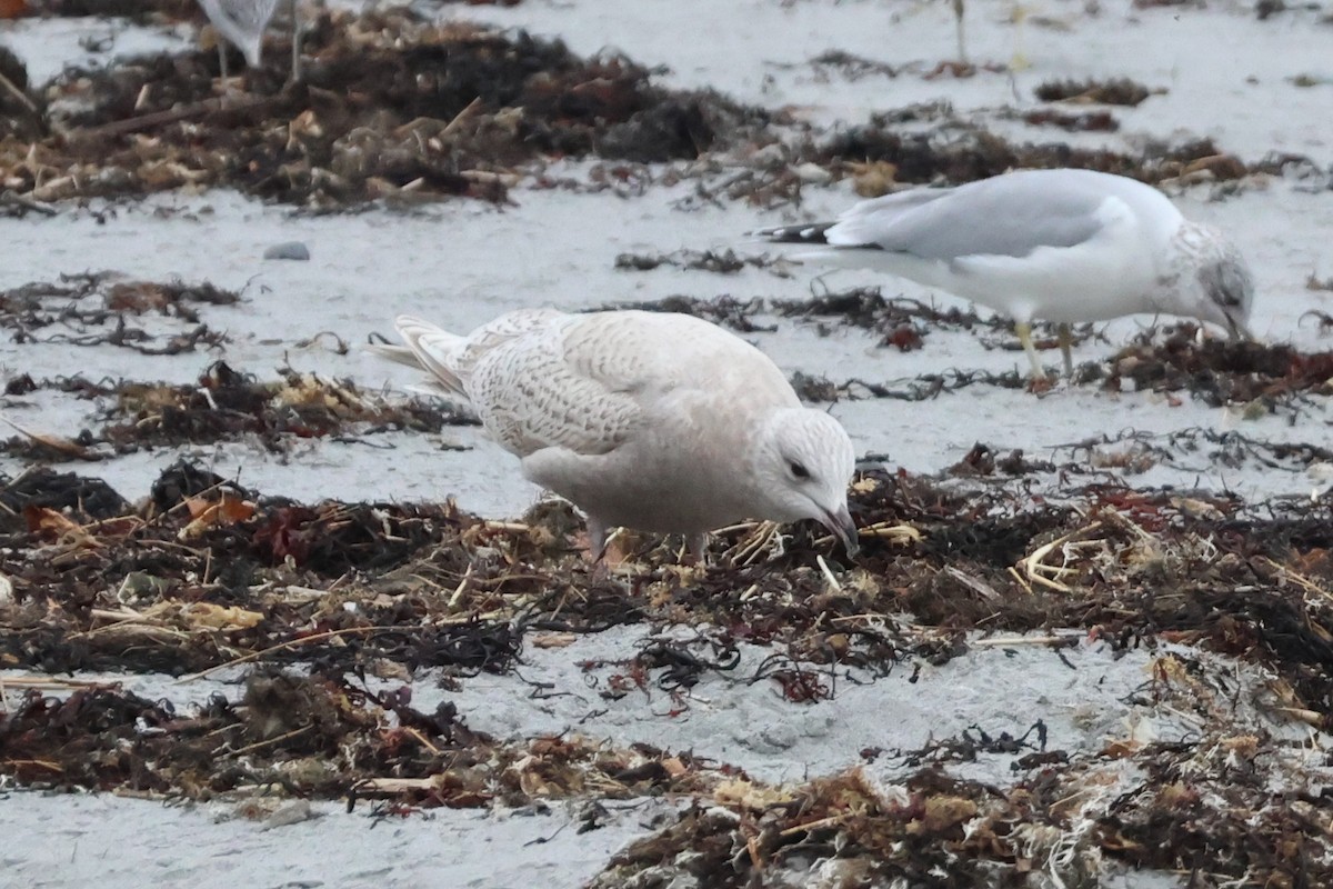 racek polární (ssp. kumlieni) - ML645668539