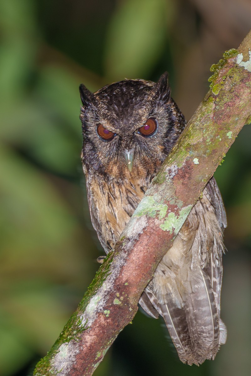 Tawny-bellied Screech-Owl - ML645668553