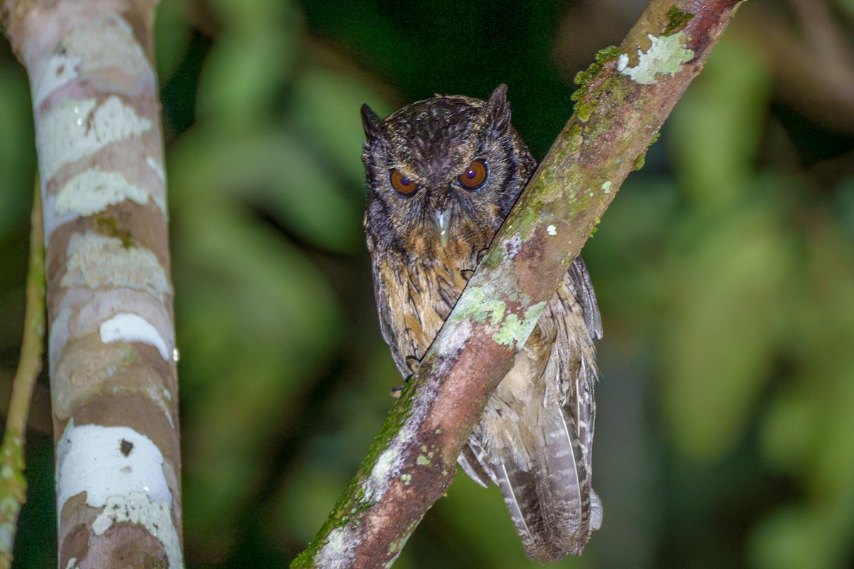 Tawny-bellied Screech-Owl - ML645668554