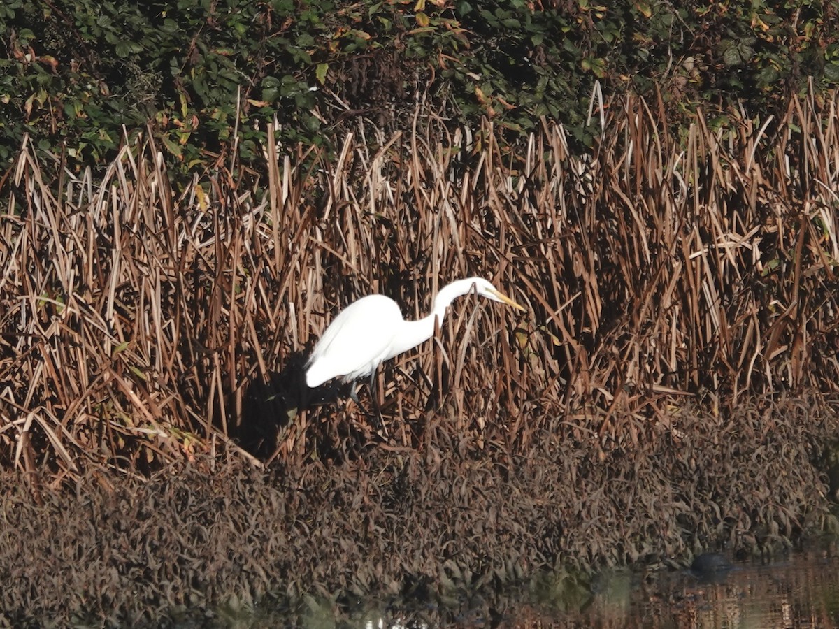 Great Egret - ML645668565