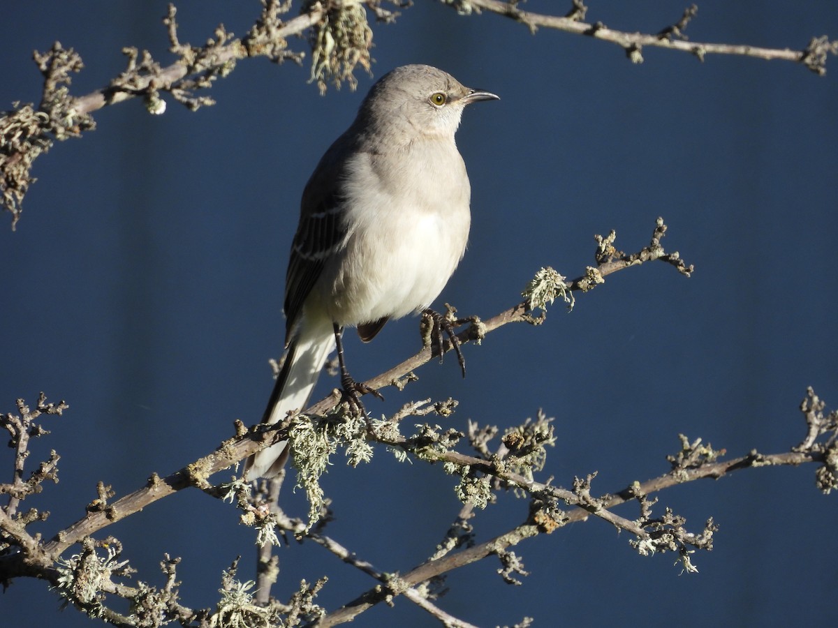 Northern Mockingbird - ML645668569