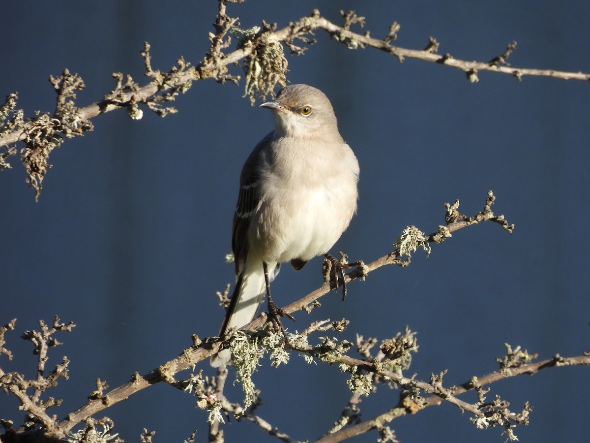 Northern Mockingbird - ML645668570