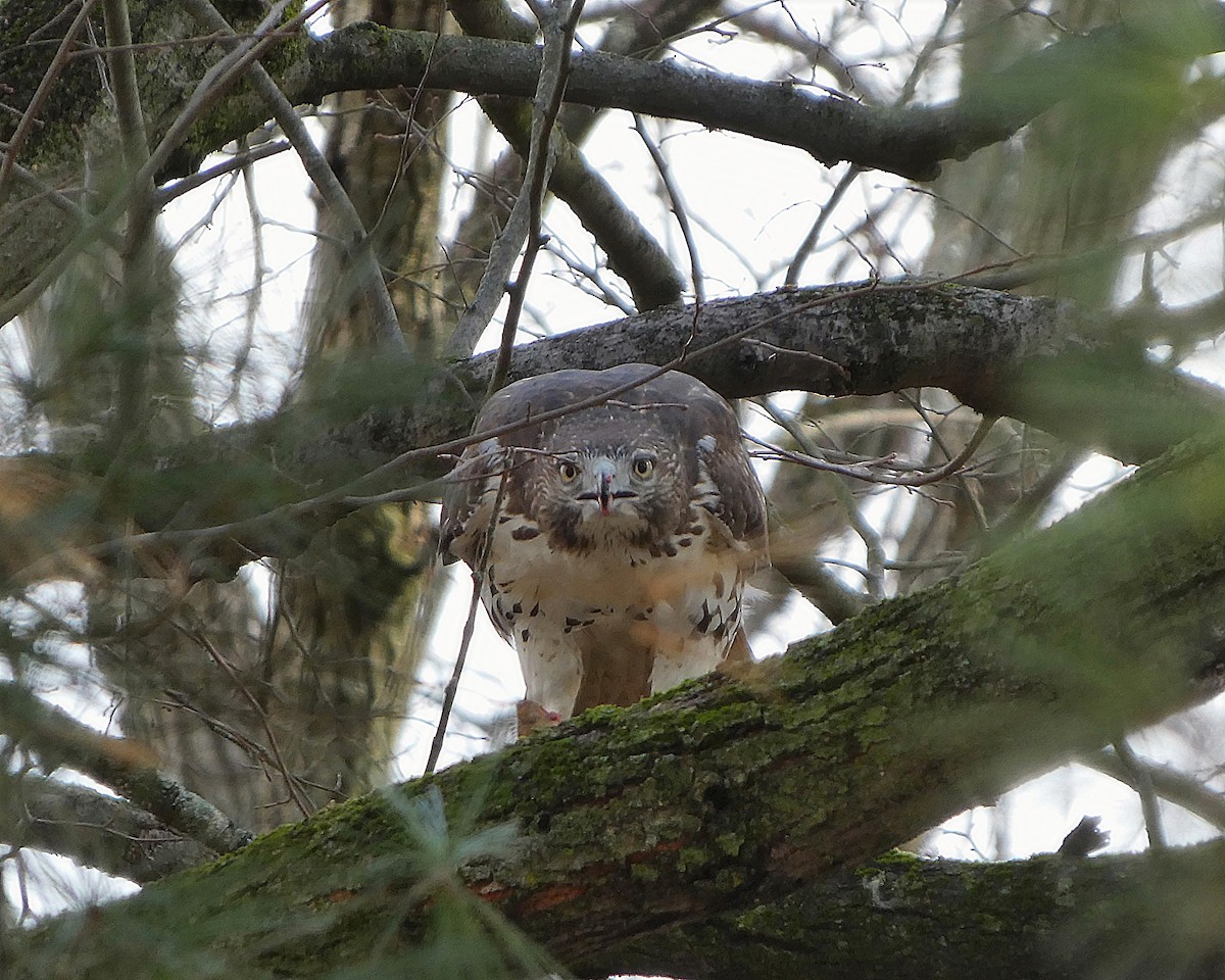 Red-tailed Hawk - ML645668590