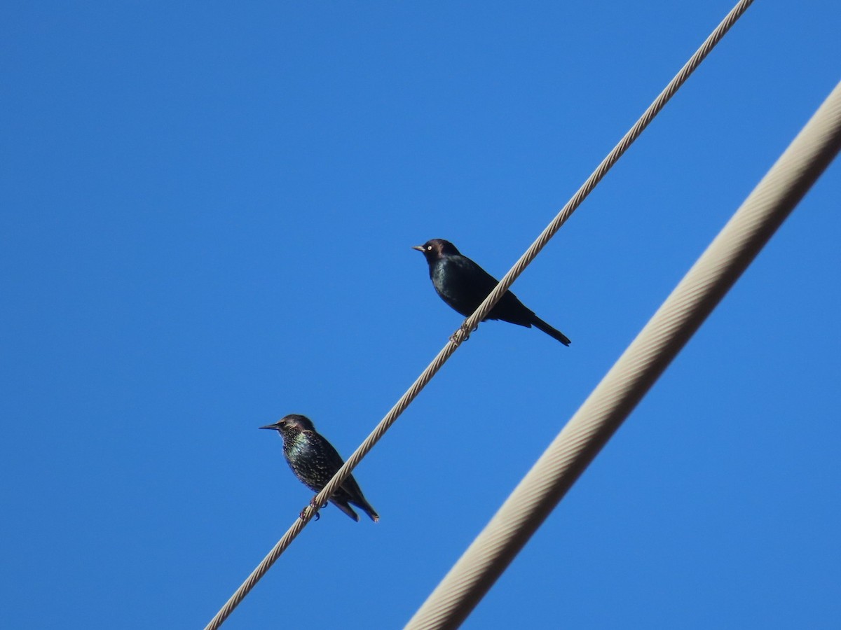 Brewer's Blackbird - ML645668597