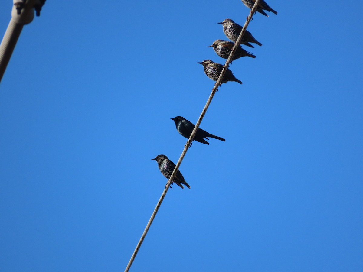 Brewer's Blackbird - ML645668598