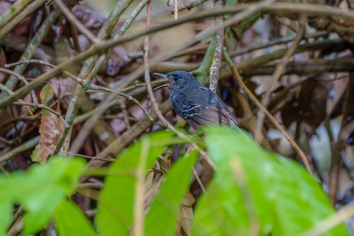 tinnmaurfugl - ML645668604