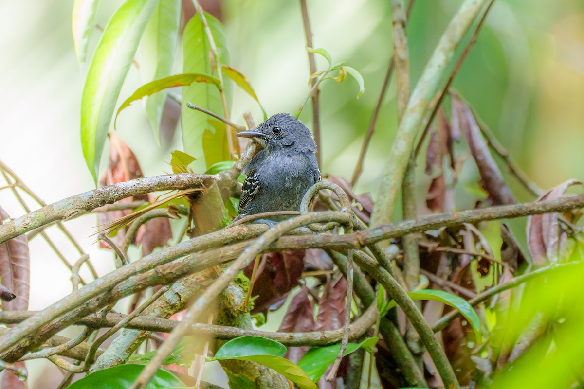 tinnmaurfugl - ML645668605